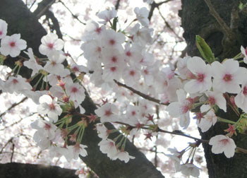 190609_sakura02.jpg