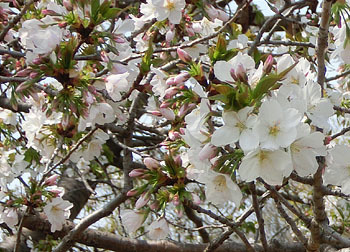 190609_sakura04.jpg