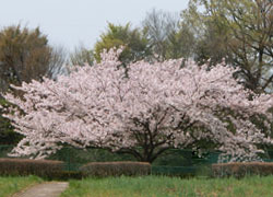 190609_sakura05.jpg