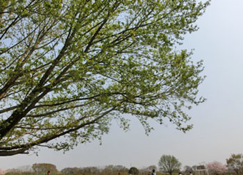 190609_sawagurumi2.jpg