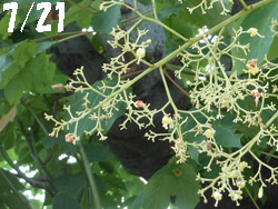 14_0811_aogiri1.jpg