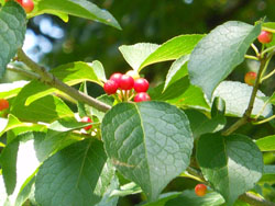 14_0822_aohada2.jpg
