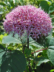 14_0822_botan_k1.jpg