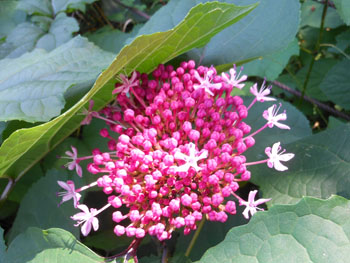 14_0822_botan_k3.jpg