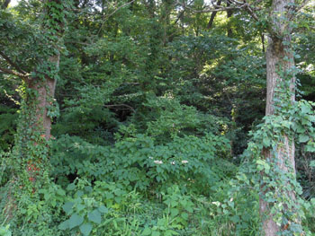 14_0822_zokibayasi2.jpg