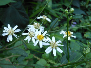 14_0823_sirayama_g3.jpg