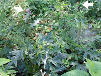 14_0824_nohara_a1.jpg