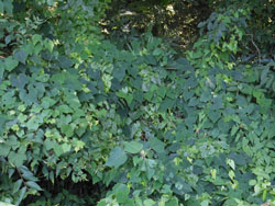 14_0825_karasu_u3.jpg