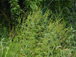 14_0829_butakusa1.jpg