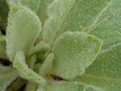 14_0829_niwatabako2.jpg