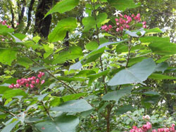 14_0906_kusagi.jpg
