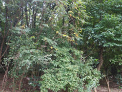 14_0906_yamaurusi1.jpg