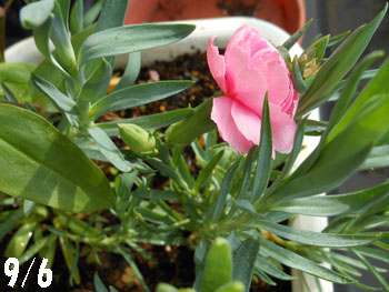 14_0920_m_carnation2.jpg