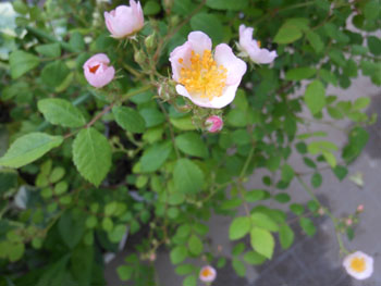 14_0920_noibara3.jpg