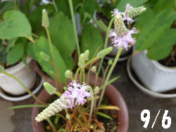 14_0920_turubo1.jpg