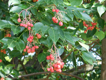 14_0923_gonzui3.jpg