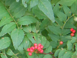14_0923_sansho2.jpg