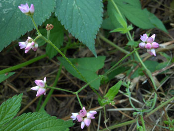 14_0929_mamakono_s1.jpg