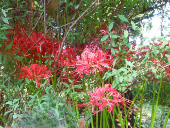 14_1004_higanbana1.jpg