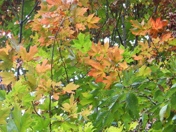 14_1011_sato_k1.jpg