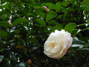 14_1013_sazanka1.jpg
