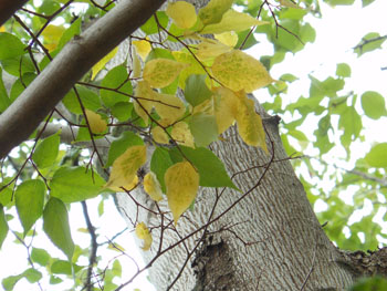 14_1014_mukunoki.jpg