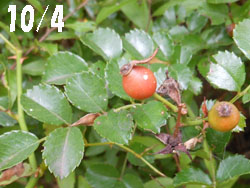 14_1014_noibara1.jpg