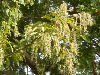 14_1020_metasequoia.jpg