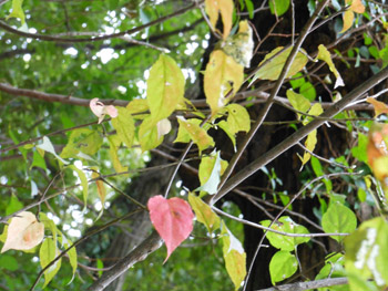14_1022_turibana.jpg