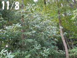 14_1111_sirodamo1.jpg