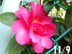14_1117_k_tubaki1.jpg