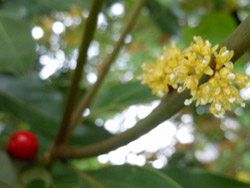 14_1121_sirodamo8.jpg