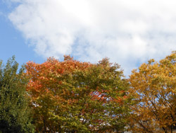 14_1125_keyaki3.jpg