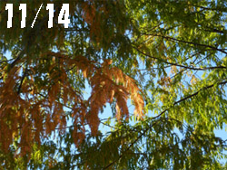 14_1126_metasequoia1.jpg