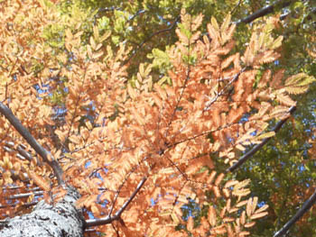 14_1201_metasequoia2.jpg