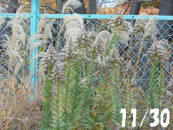 14_1207_s_awadati_s.jpg