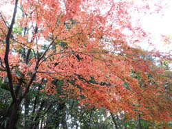14_1211_iroha_k4.jpg