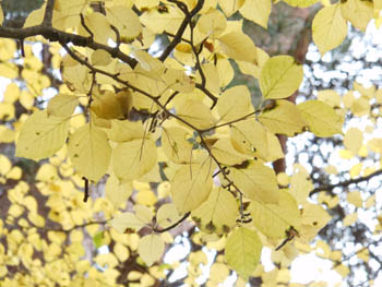 14_1212_aohada4.jpg