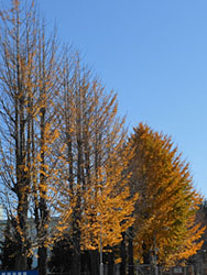 14_1226_ityo1.jpg