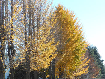 14_1226_ityo2.jpg