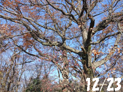 14_1228_gonzui1.jpg