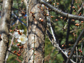 150113_ume02.jpg