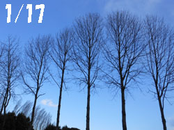 150117_poplar1.jpg