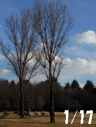 150122_k_poplar.jpg