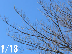 150123_mukunoki1.jpg