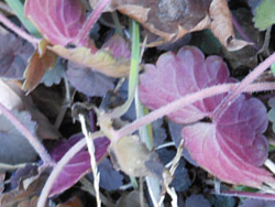 150125_kakidousi2.jpg