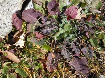 150127_nogesi1.jpg