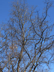 150128_egonoki1.jpg