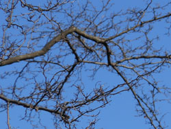 150128_egonoki3.jpg
