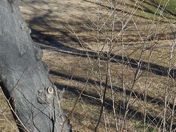 150128_egonoki5.jpg